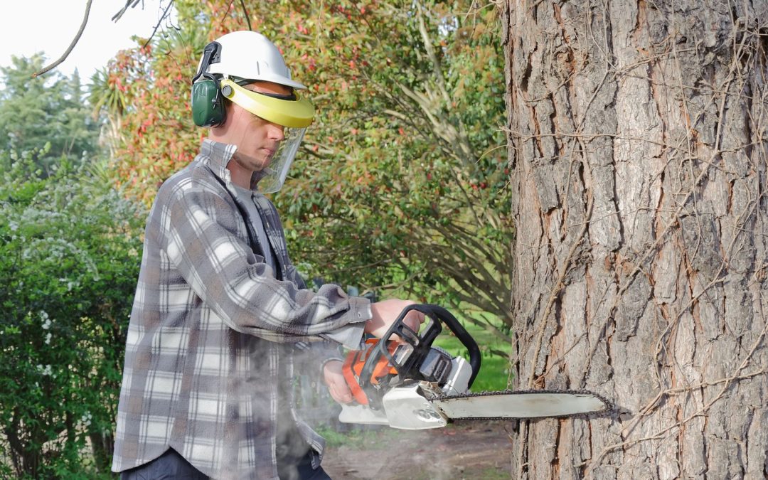 Embrace Nature’s Majesty with Quality Tree Service in Murfreesboro, TN