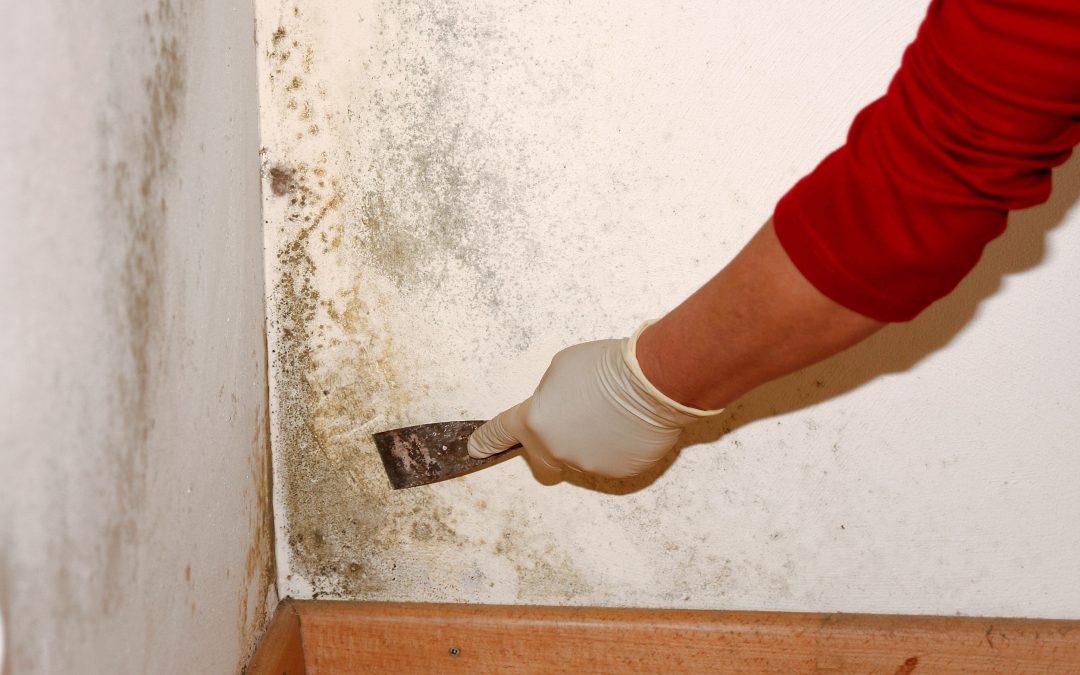 Say Goodbye to Mold: Expert Mold Removal Services in Council Bluffs, IA.