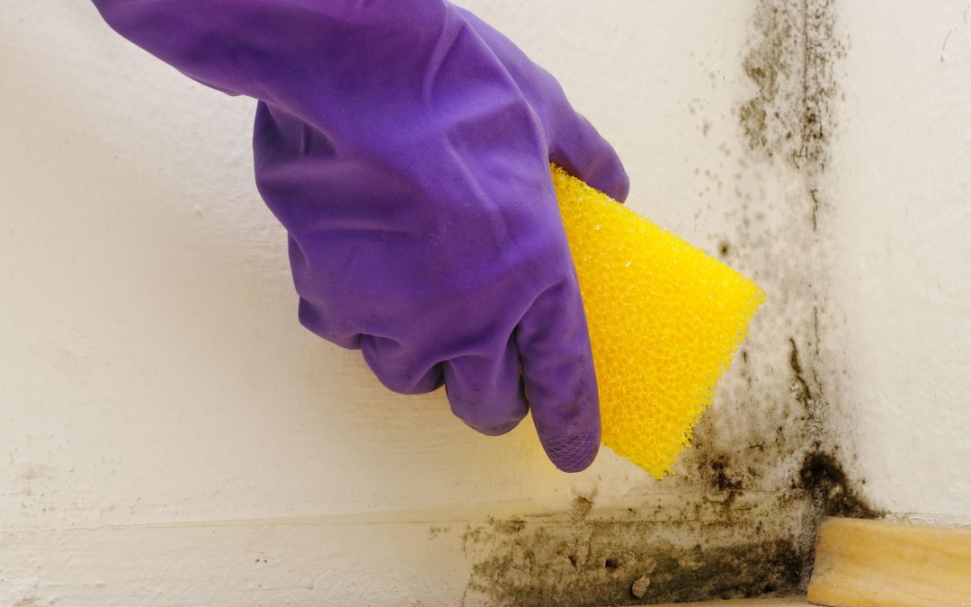 Fighting Mold: Essential Function of Mold Remediation in Saunders County, NE