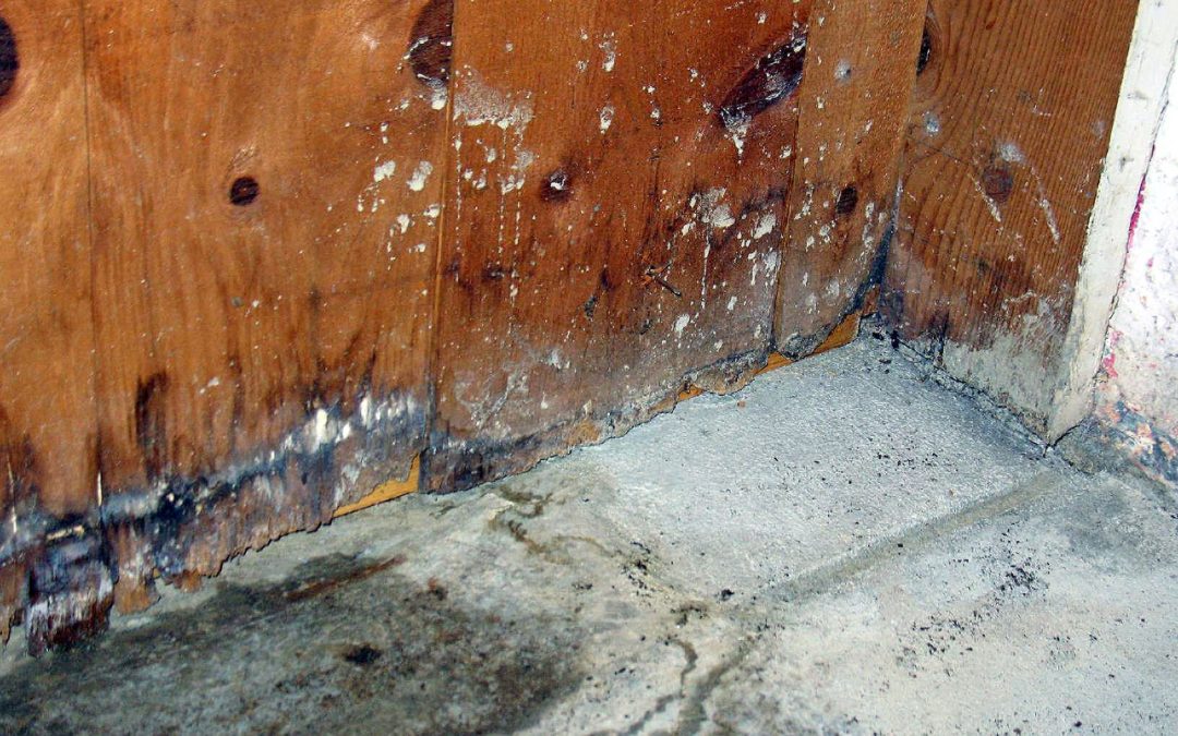 Effective Mold Remediation in Council Bluffs, IA: Protecting Your Home and Health