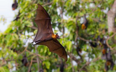 An In-Depth Guide On How Professionals Help in Bat Removal in Westfield MA