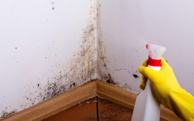 Essential Guide to Mold Remediation in Saunders County, NE