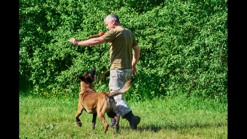 Strengthen the Bond with Your Dog through World-Class Dog Training Classes in Randolph