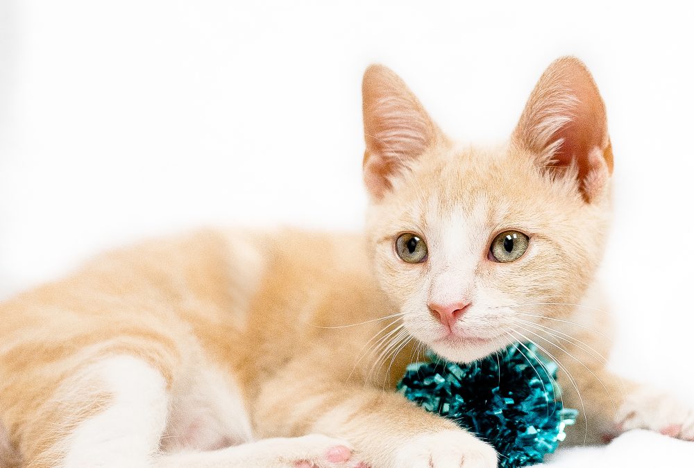 Experience the Joy of Ragdoll Kittens for Sale in Queens