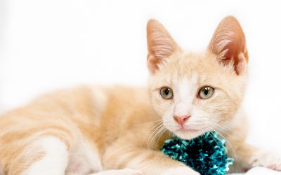 Experience the Joy of Ragdoll Kittens for Sale in Queens