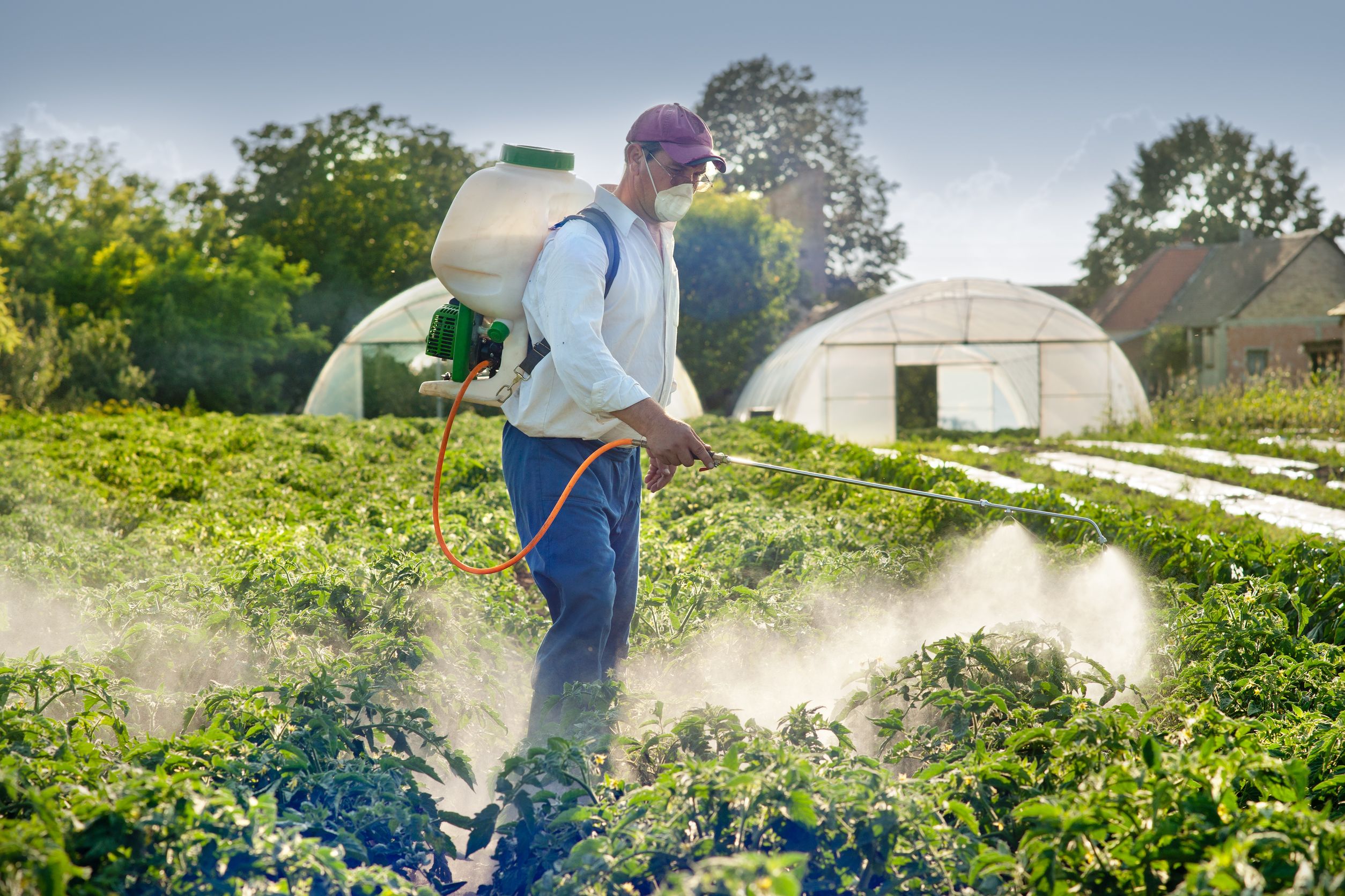 11030837_l-Man-spraying-vegetables-in-the-garden