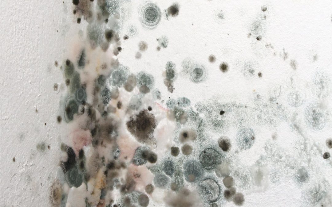 Thorough Mold Cleanup in Omaha, NE: How this Helps You Protect Your Home and Loved Ones