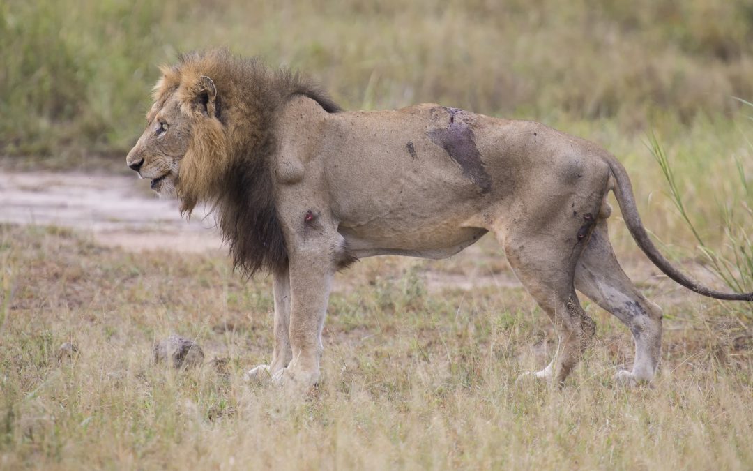 When Nature Moves In – The Importance of Animal Removal in Westfield