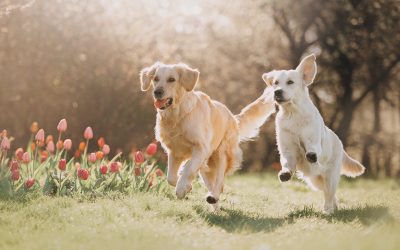 What to Expect From Pet Boarding Wisconsin Rapids WI For Stress-Free Travel