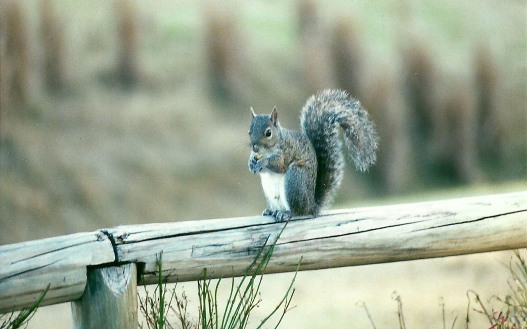 Effective Wildlife Control Solutions with Squirrel Removal Westfield, MA Experts