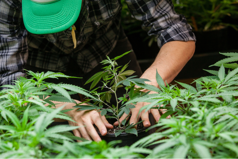Looking for Dispensary Weed NYC Residents Trust for Quality and Safe Purchases