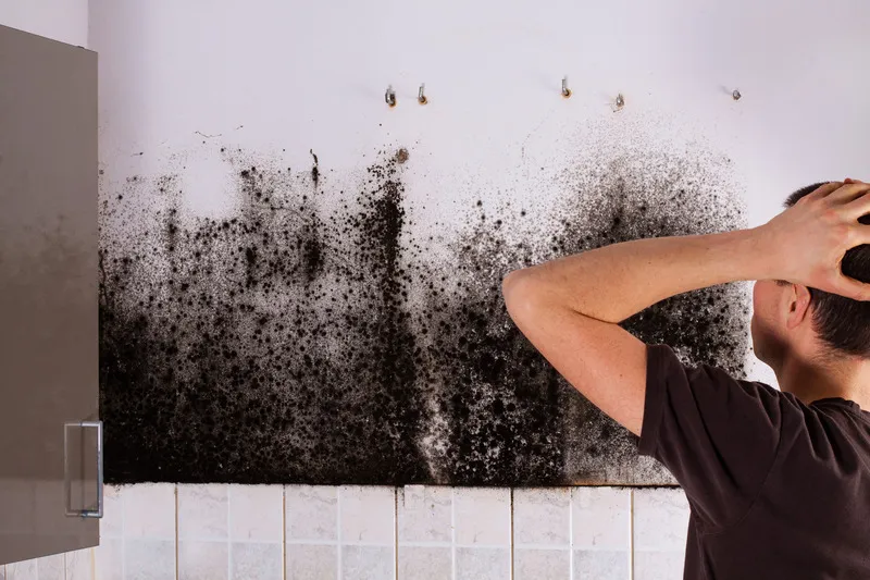 Why Timely Black Mold Removal Tampa Services Protect Your Family And Property Value