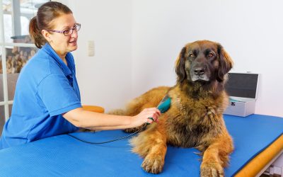 Practical Tips for Maintaining Pets With Pet Grooming Services Wisconsin Rapids WI