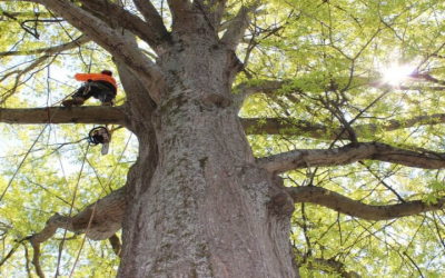 Protect Your Home Investment With Expert Tree Service in Bremerton WA