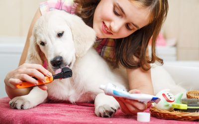 Why Regular Dog Grooming in Wisconsin Rapids WI, Is Essential for Your Dog’s Well-being