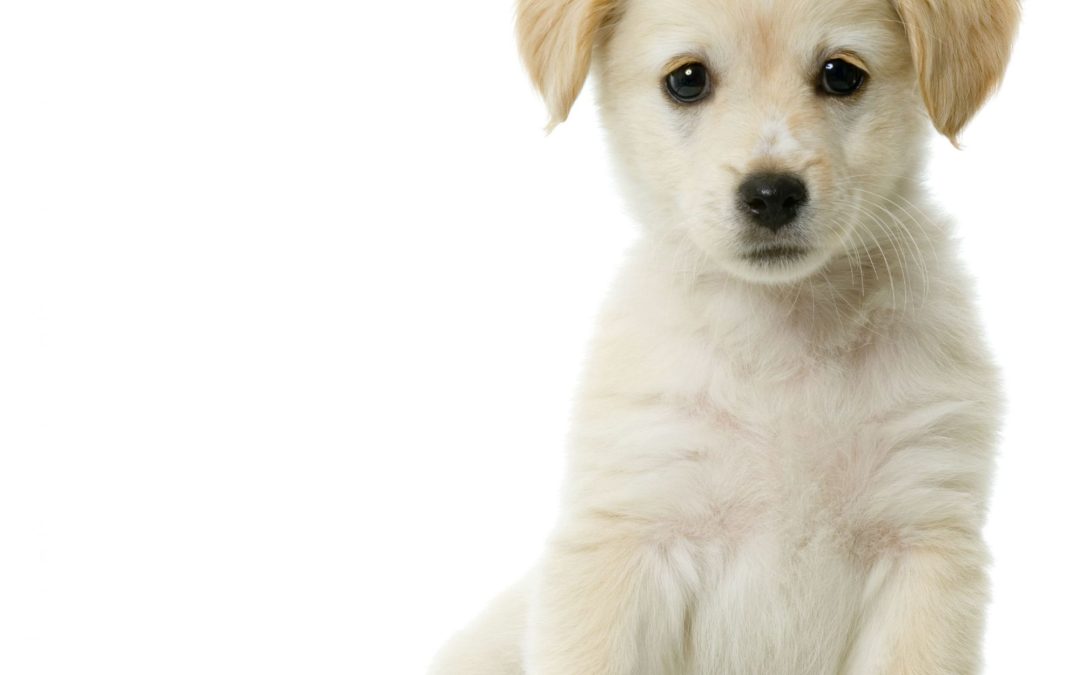 What You Need to Know About Dog Boarding in Wisconsin Rapids, WI for Stress-Free Pet Care